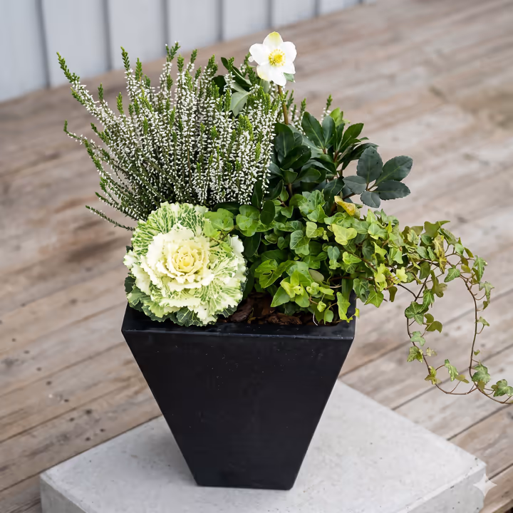 Höstplantering 2